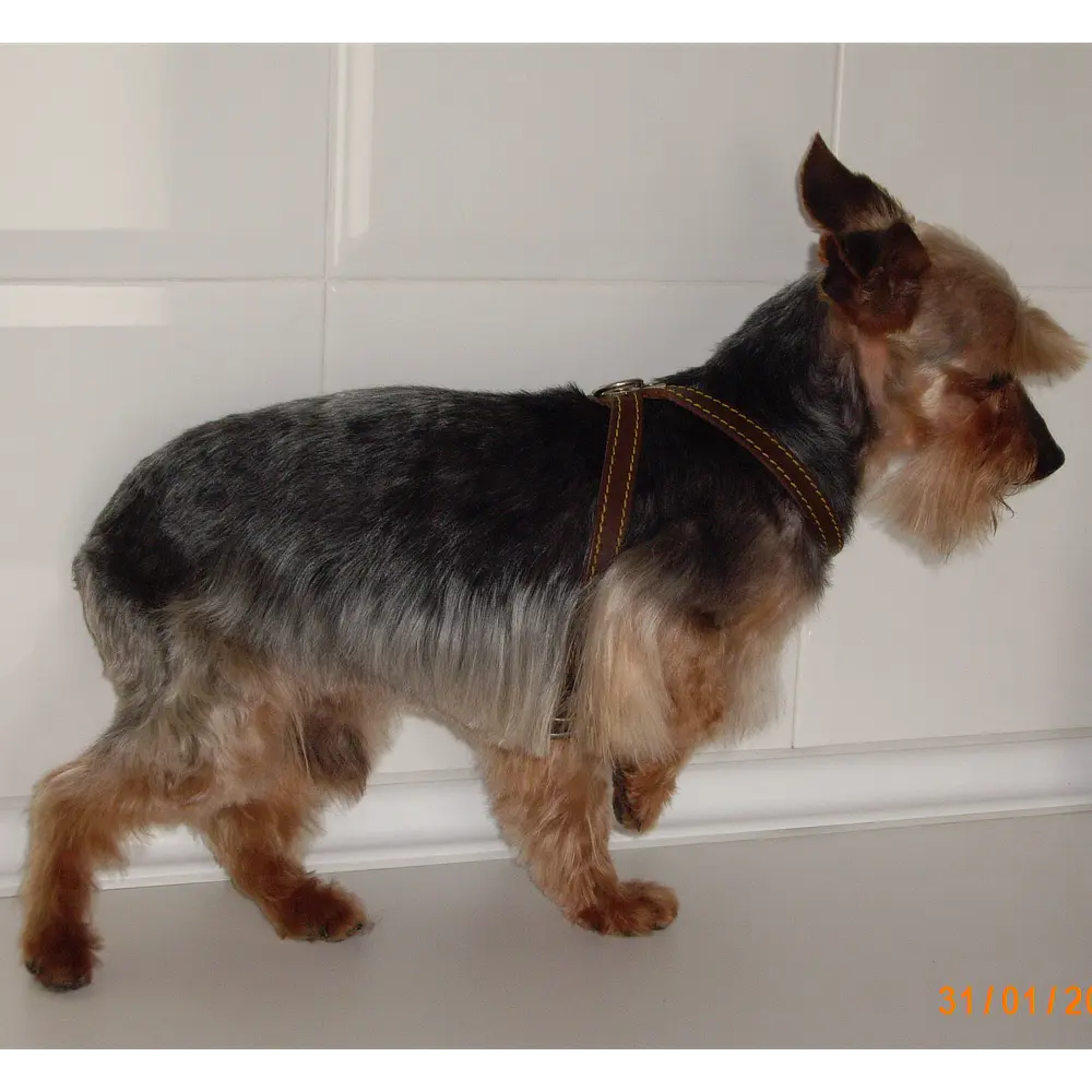 Peluquería canina y felina